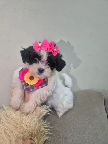 Lhasa femea porte pequena