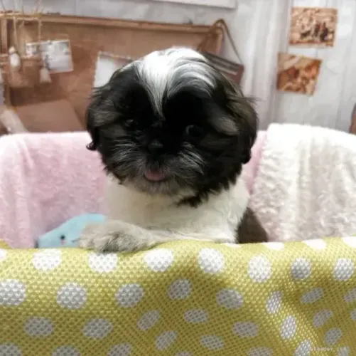 Cãozinho Shih tzu/ shihtzu afetuosos e super amorosos