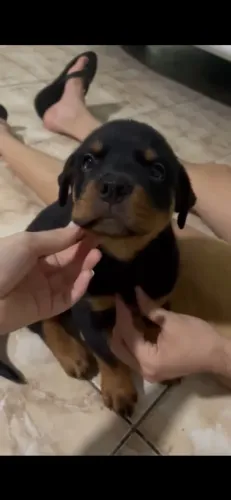 Rottweiler