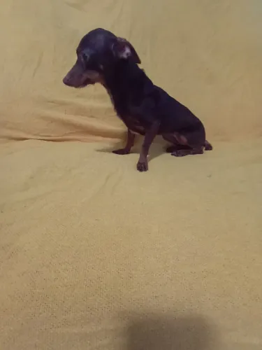 2 Pinscher fêmea com 1 ano com todas as vacinas n1 550 cada