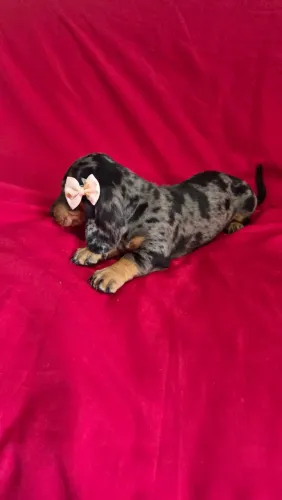 Fêmea Dachshund mofadinha