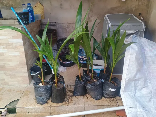 Mudas de coco Anão Verde e Amarelo.