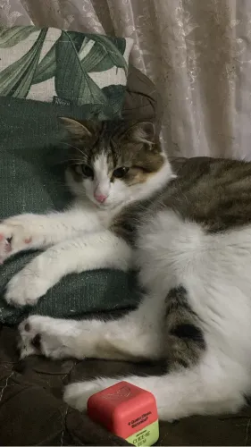 Gato macho carinhoso e dócil para adoção
