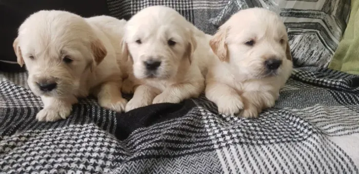 Golden Retriever: Lindos Filhotes - Segurança e Garantia de Saúde em Contrato