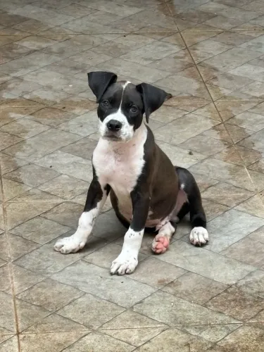 Pit monster macho