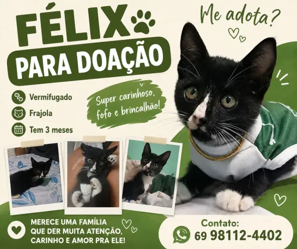 Gatinho para adoção
