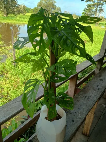 Monstera adulta grande
