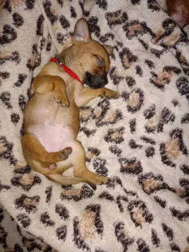 Pinscher 0/1