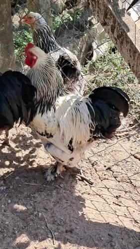 Galo Brahma Light raça pura