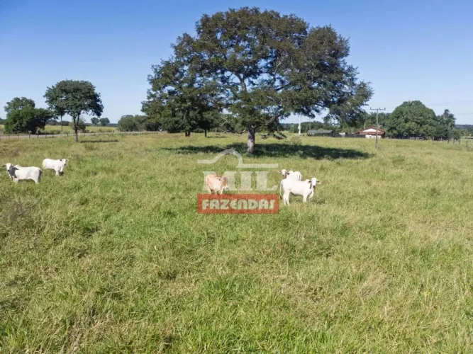 Chacara 3 alqueires (14,52 hectares) Mozarlandia - GO