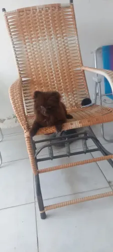 Spitz alemão anão macho chocolate 3500
