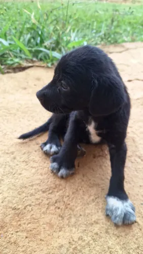 Doação Filhote Cachorra