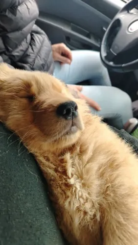 Filhote de Golden