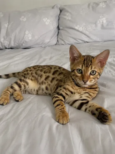 Filhotes de gato Bengal