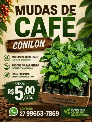 Mudas de café conilon clonadas