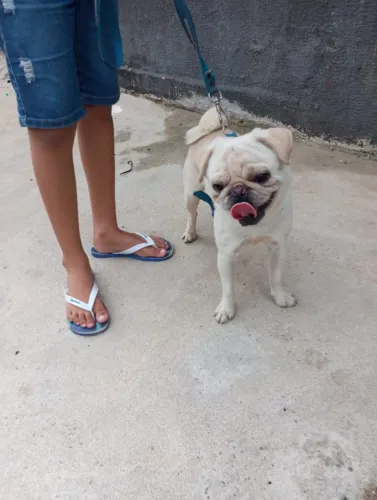 Pug macho branco pra cruza