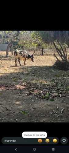 Vende se casal de Mini 9.500