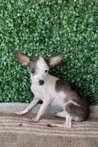 PINSCHER ZERO ARLEQUIM