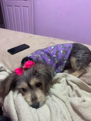 Cachorra pra adocao ?