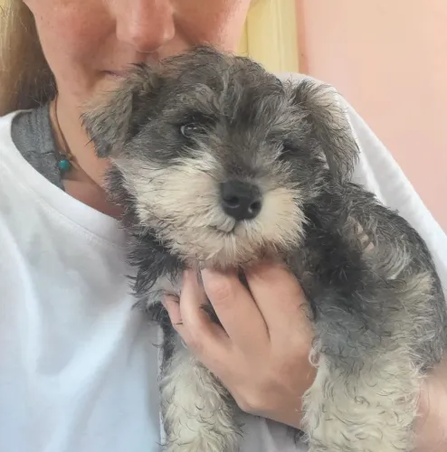 Schnauzer Miniatura filhotes