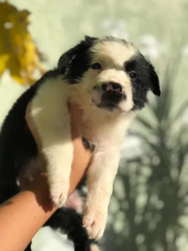 Border collie inteligente