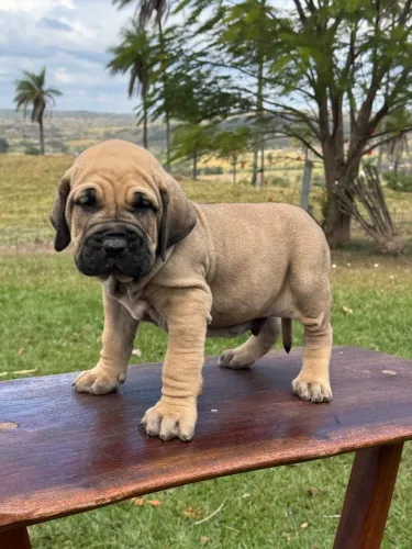 Fila brasileiro