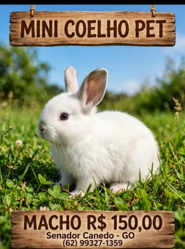 Mini Coelho