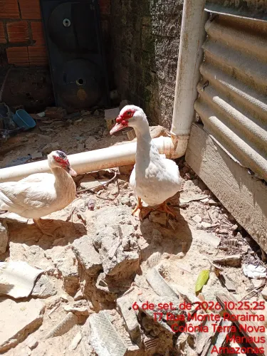 Vende-se patos