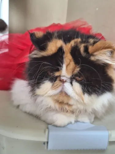 Vendo uma tricolor de 3 anos 