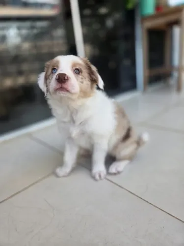 Border Collie Premium | Filhotes De Criação Responsável - Macho merle marrom