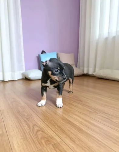 Pinscher Mini Prontos para o Novo Lar