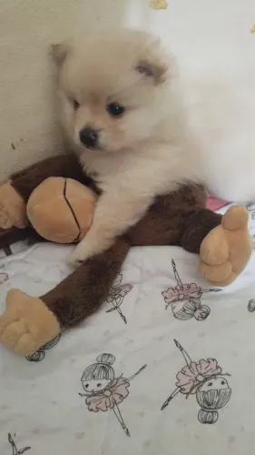 Spitz Alemão mini Fêmea 2 meses 