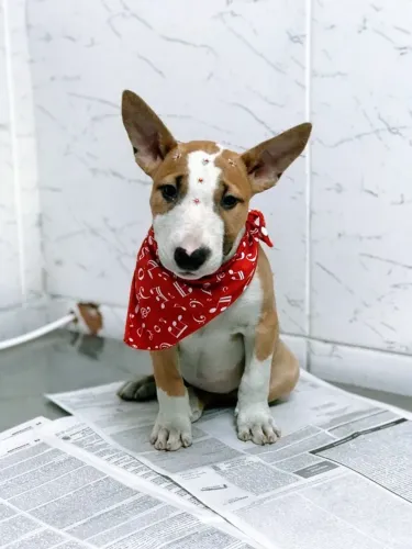 Bull Terrier à Pronta Entrega ? Venha Conhecer Nossa Estrutura!