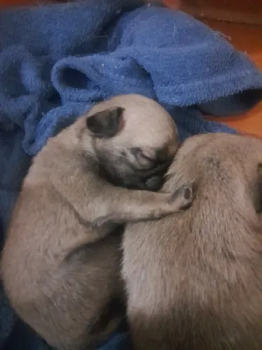 Filhote pug