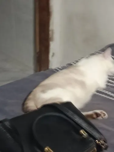 GATO MACHO DOAÇÃO + CAIXA DE AREIA E POTES DE REFEIÇÃO DO GATO DE GRAÇA