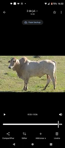 Garrote/Touro 3/4 Canchim