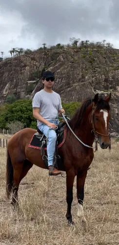 Cavalo Mangalarga Marchador 