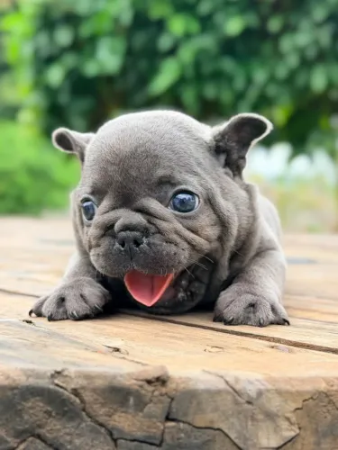 Filhote Bulldog francês macho