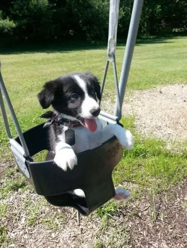 Border Collie Um lar cheio de afeto