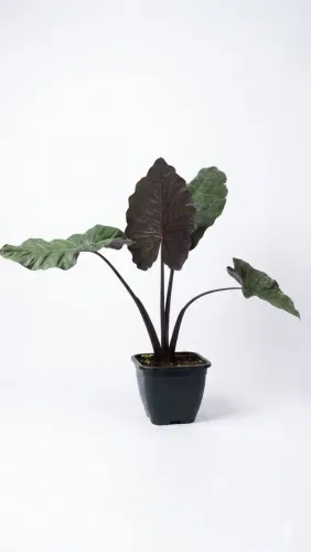 Alocasia (orelha-de-elefante)