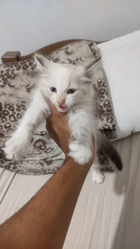 Gatinha 