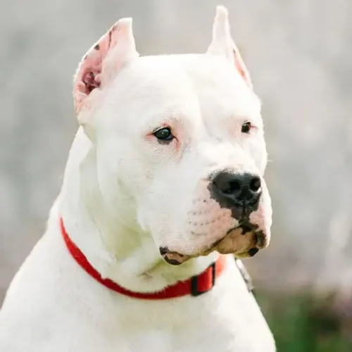Dogo Argentino