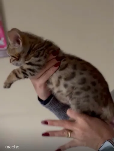 Gato Bengal