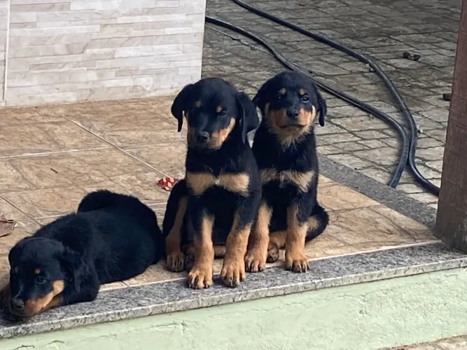 Vendo filhote de rotweiller 