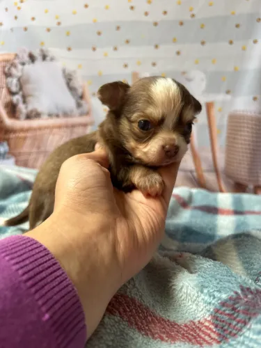 Filhote de chihuahua fêmea pelo longo