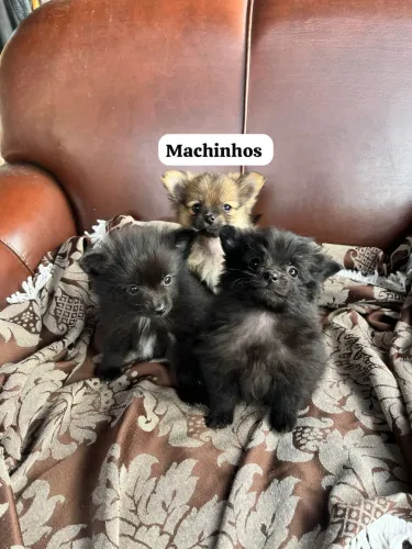 Spitz alemão lulu da pomerania