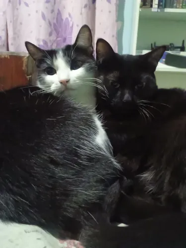 Gatinhas para doação conjunta!