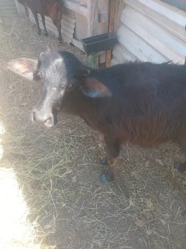 Vendo bezerro búfalo