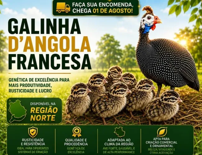 Picote Angola francês gigante 