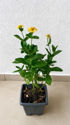 Vendo Planta Girassol